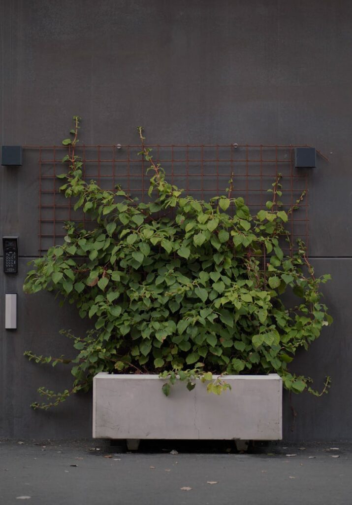 Lush green plant in concrete planter against a modern urban wall adding a touch of nature to the city.