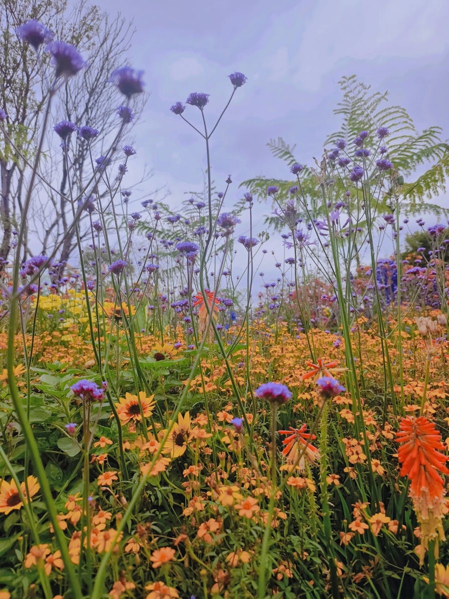 A vibrant display of colorful wildflowers in a lush outdoor setting during summer.