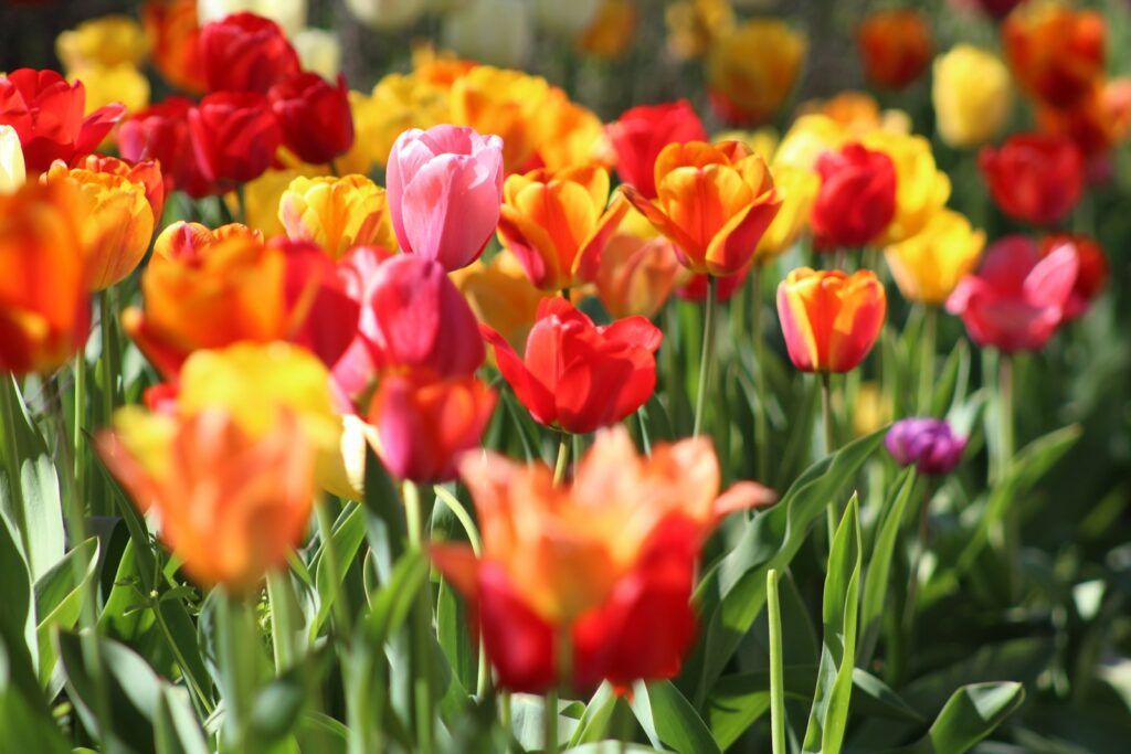 Photo by krystina rogers assorted flowers in macro shot photography during daytime