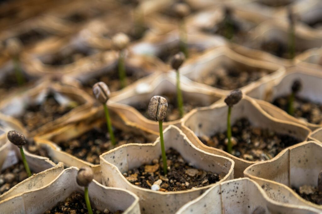 Photo by Christian Joudrey row of bean sprout