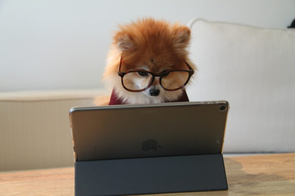 Photo by Cookie the Pom brown and white long coated small dog wearing eyeglasses on black laptop computer