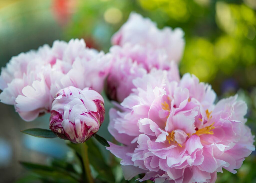 pink flowers in tilt shift lens