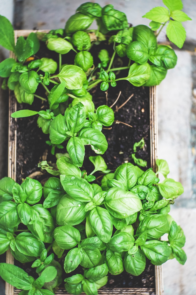 green plant on brown pot