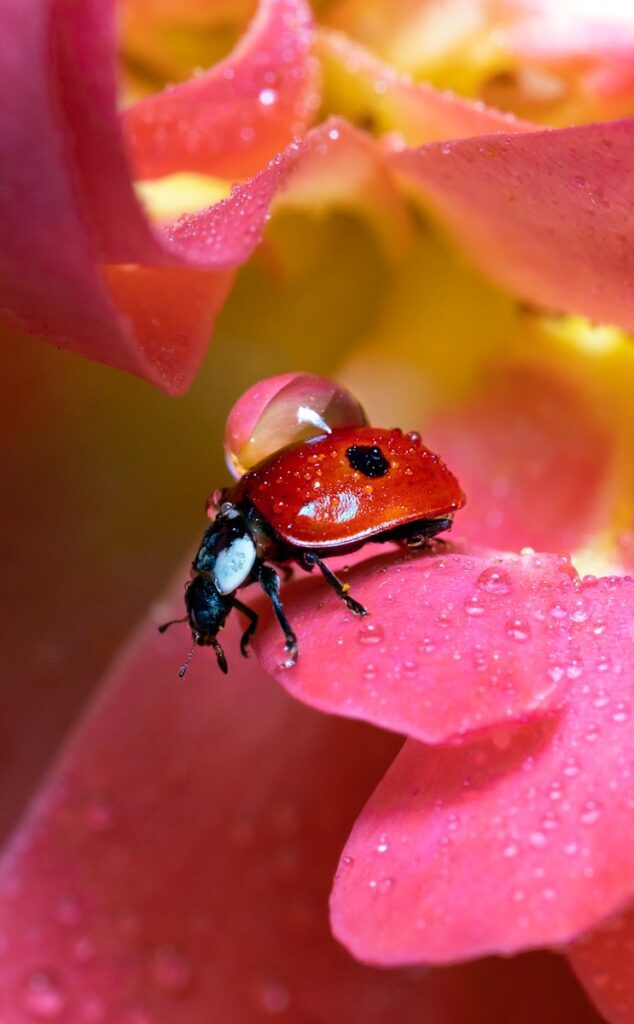 Photo by Dustin Humes red ladybug perched on red flower in close up photography during daytime